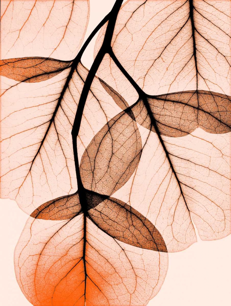 Orange Eucalyptus art print by Albert Koetsier for $57.95 CAD
