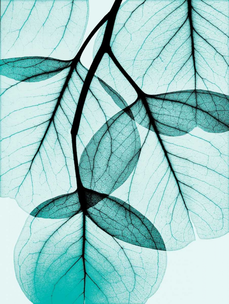 Teal Eucalyptus art print by Albert Koetsier for $57.95 CAD