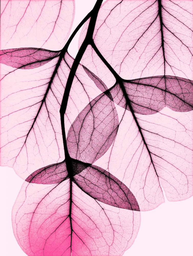 Pink Eucalyptus art print by Albert Koetsier for $57.95 CAD