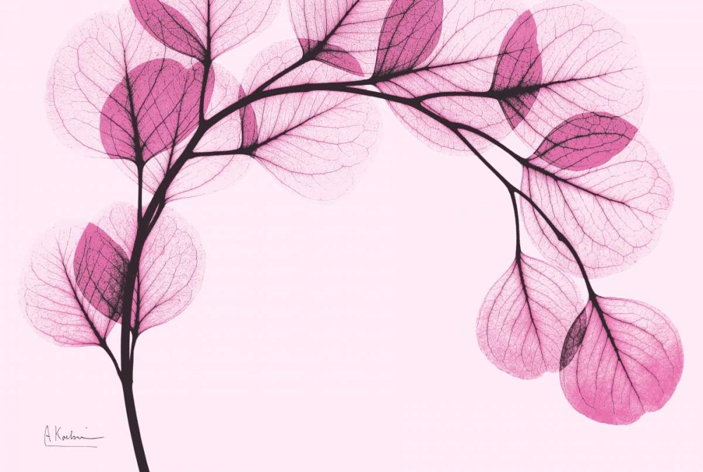 Pink Eucalyptus art print by Albert Koetsier for $57.95 CAD
