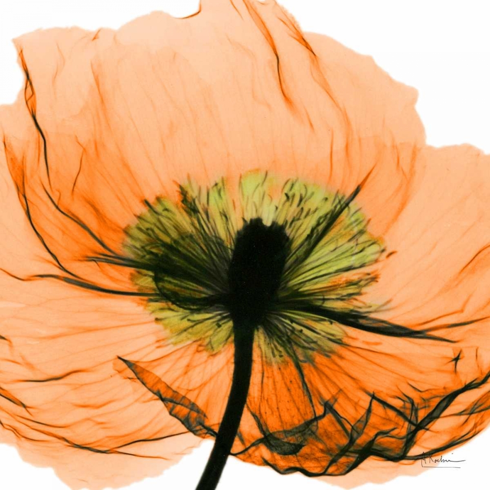 Poppy Orange art print by Albert Koetsier for $57.95 CAD