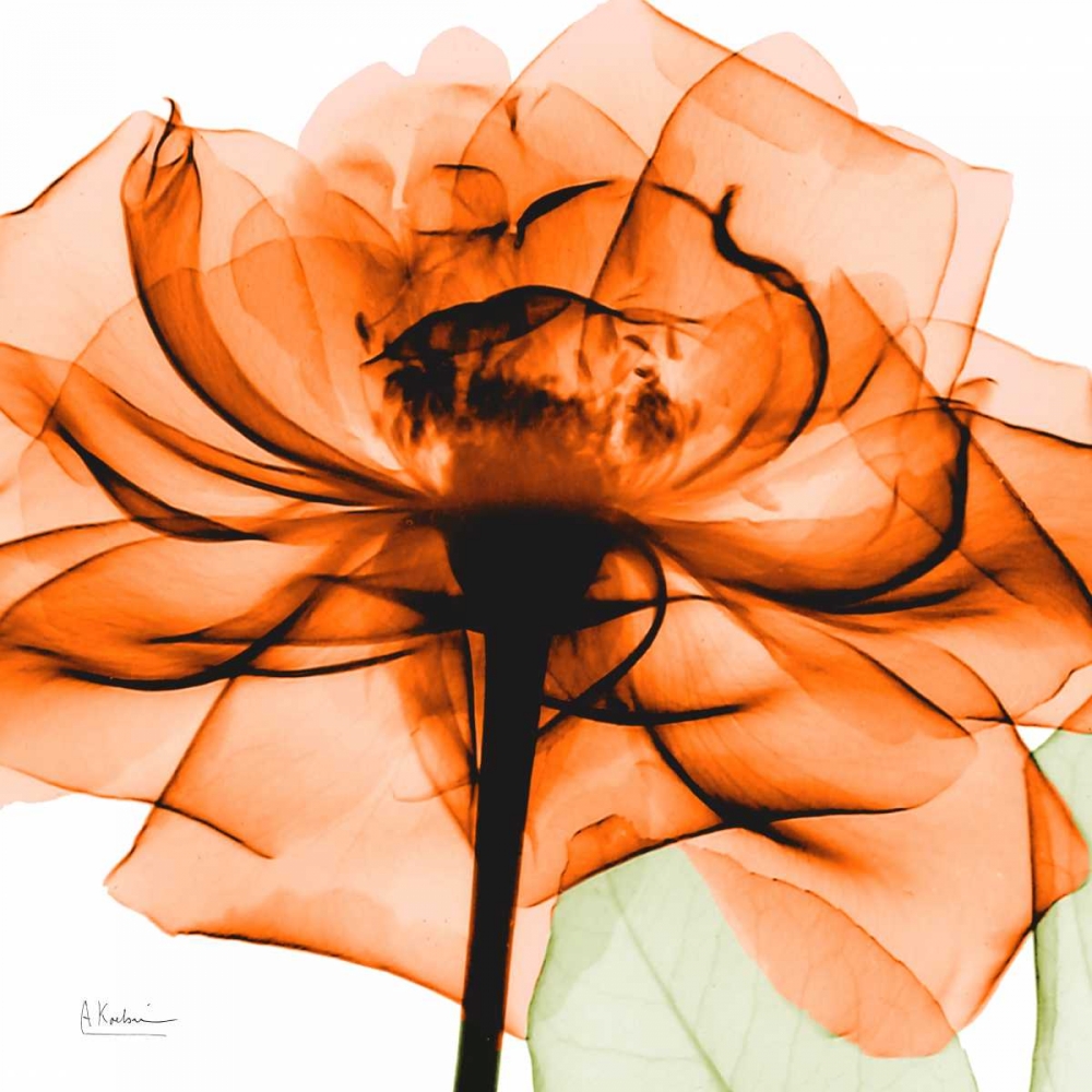 Orange Rose art print by Albert Koetsier for $57.95 CAD