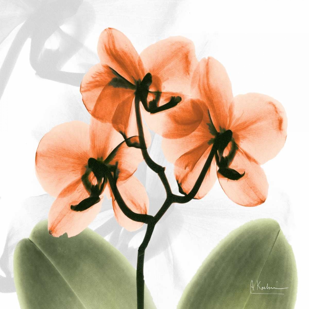BW Orchid Orange art print by Albert Koetsier for $57.95 CAD