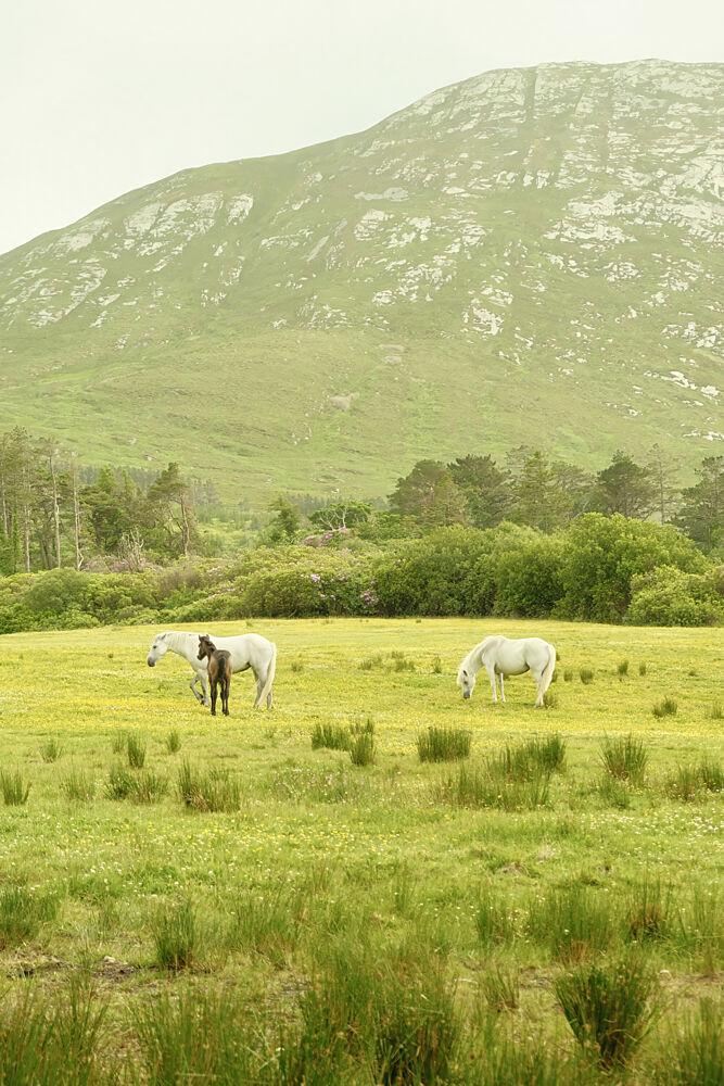 Ireland Horse Pasture art print by Alicia Stanhouse Pyatt for $57.95 CAD