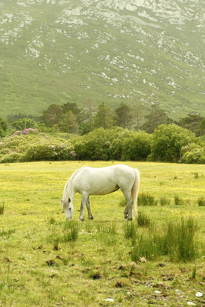 Ireland Horse art print by Alicia Stanhouse Pyatt for $57.95 CAD