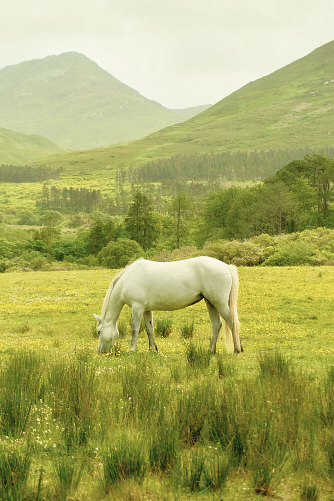 White Horse art print by Alicia Stanhouse Pyatt for $57.95 CAD