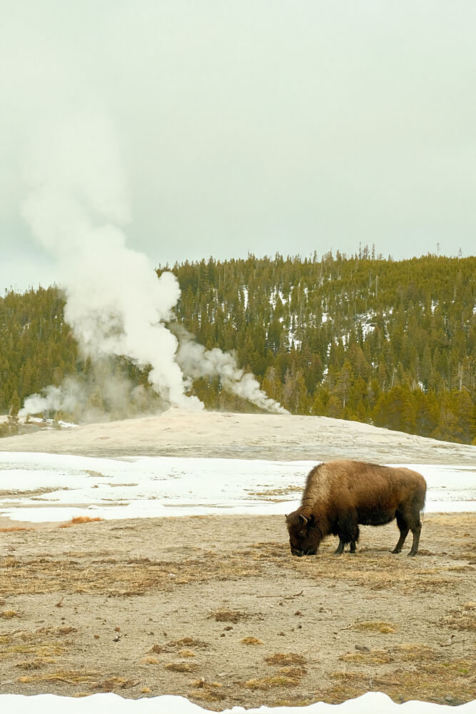 Yellowstone Bison 1 art print by Alicia Stanhouse Pyatt for $57.95 CAD