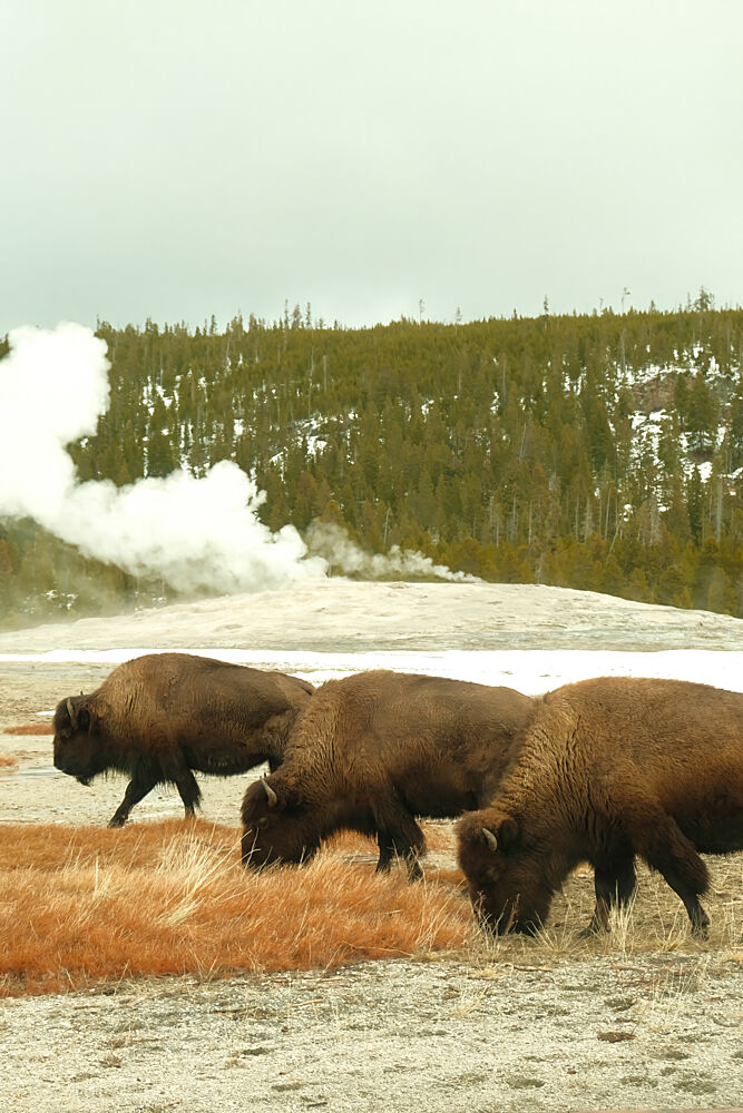Yellowstone Bison 2 art print by Alicia Stanhouse Pyatt for $57.95 CAD