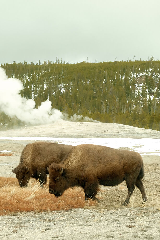 Yellowstone Bison 3 art print by Alicia Stanhouse Pyatt for $57.95 CAD