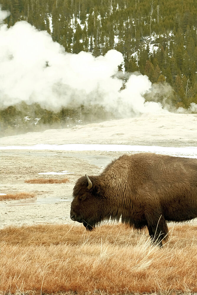 Bison at Old Faithful art print by Alicia Stanhouse Pyatt for $57.95 CAD