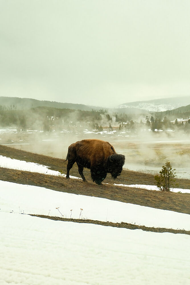 Bison in Snow art print by Alicia Stanhouse Pyatt for $57.95 CAD