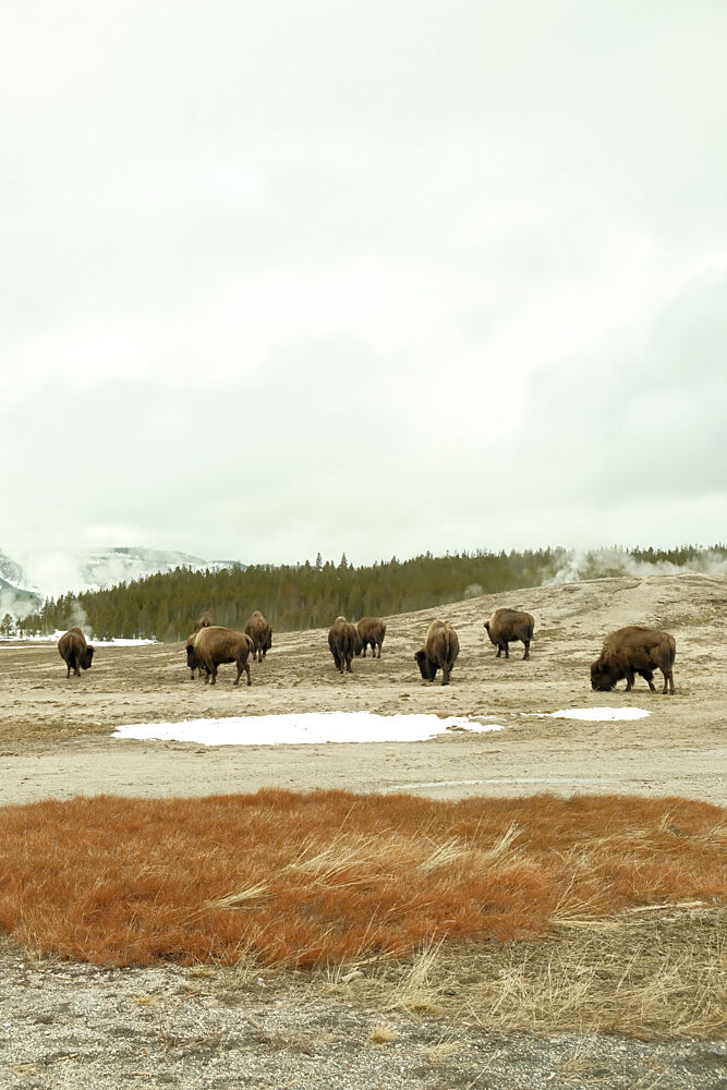 Bison Herd art print by Alicia Stanhouse Pyatt for $57.95 CAD