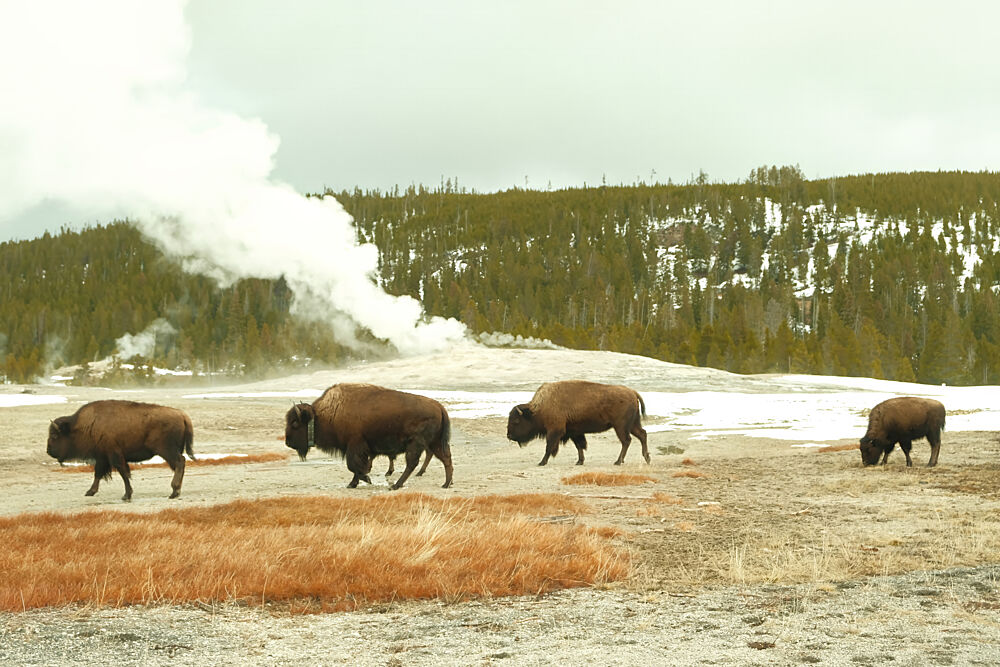 Bison at Old Faithful art print by Alicia Stanhouse Pyatt for $57.95 CAD