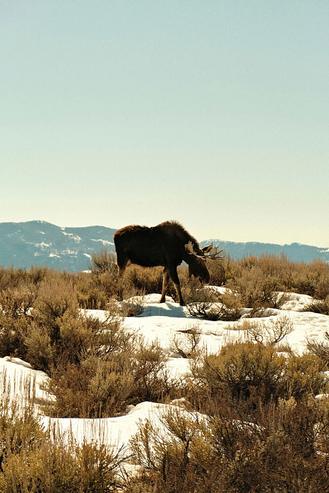 Wyoming Moose 1 art print by Alicia Stanhouse Pyatt for $57.95 CAD