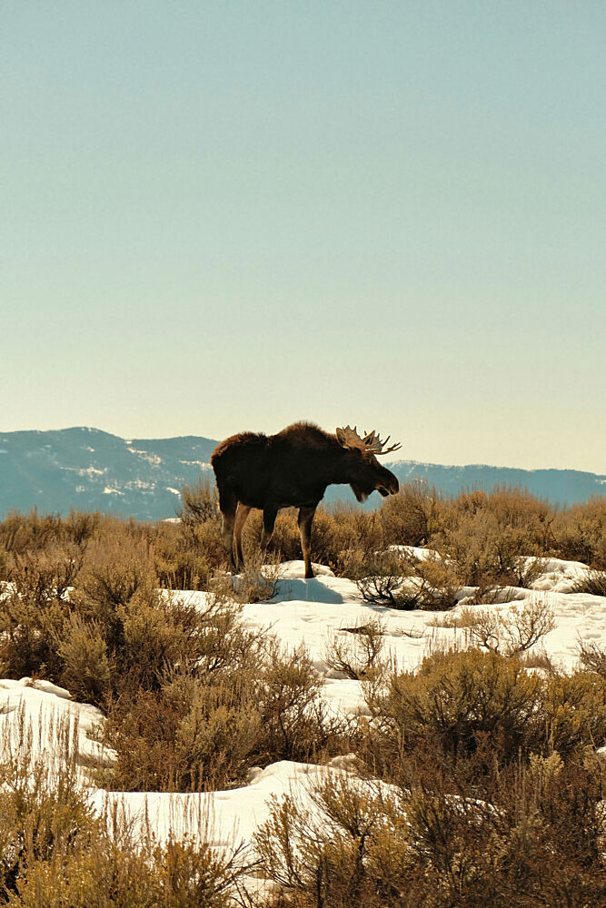 Wyoming Moose 2 art print by Alicia Stanhouse Pyatt for $57.95 CAD