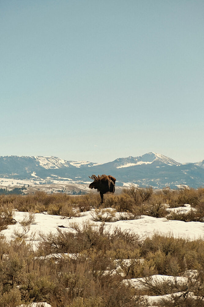 Wyoming Moose 3 art print by Alicia Stanhouse Pyatt for $57.95 CAD