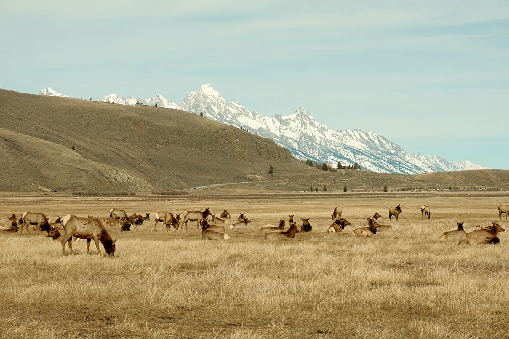 Wyoming Elk Refuge art print by Alicia Stanhouse Pyatt for $57.95 CAD