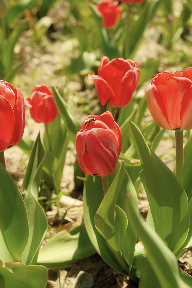 Tulip and Bee art print by Alicia Stanhouse Pyatt for $57.95 CAD