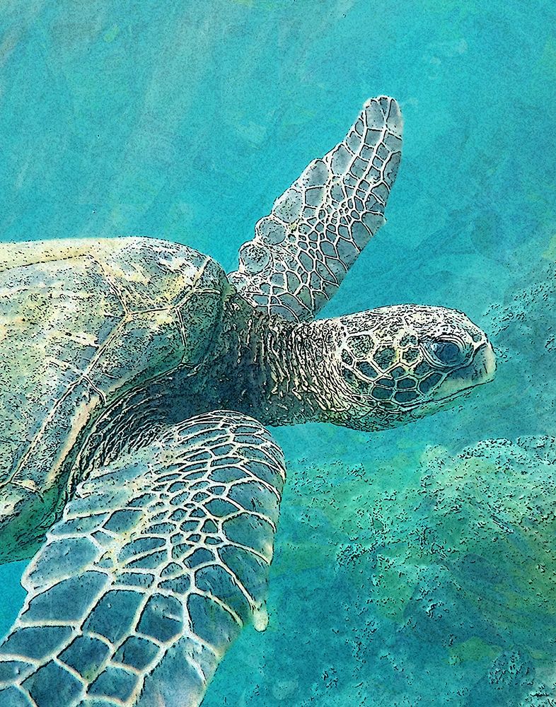 Sea Turtle 1 art print by Ann Bailey for $57.95 CAD