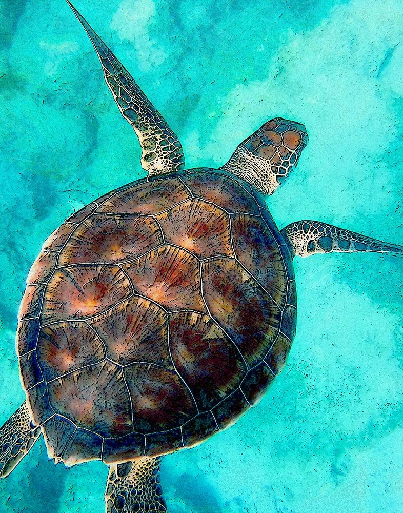 Sea Turtle 2 art print by Ann Bailey for $57.95 CAD