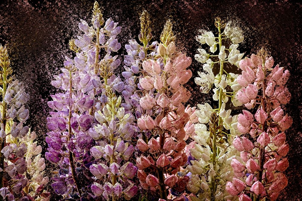 Summer Lupine art print by Ann Bailey for $57.95 CAD