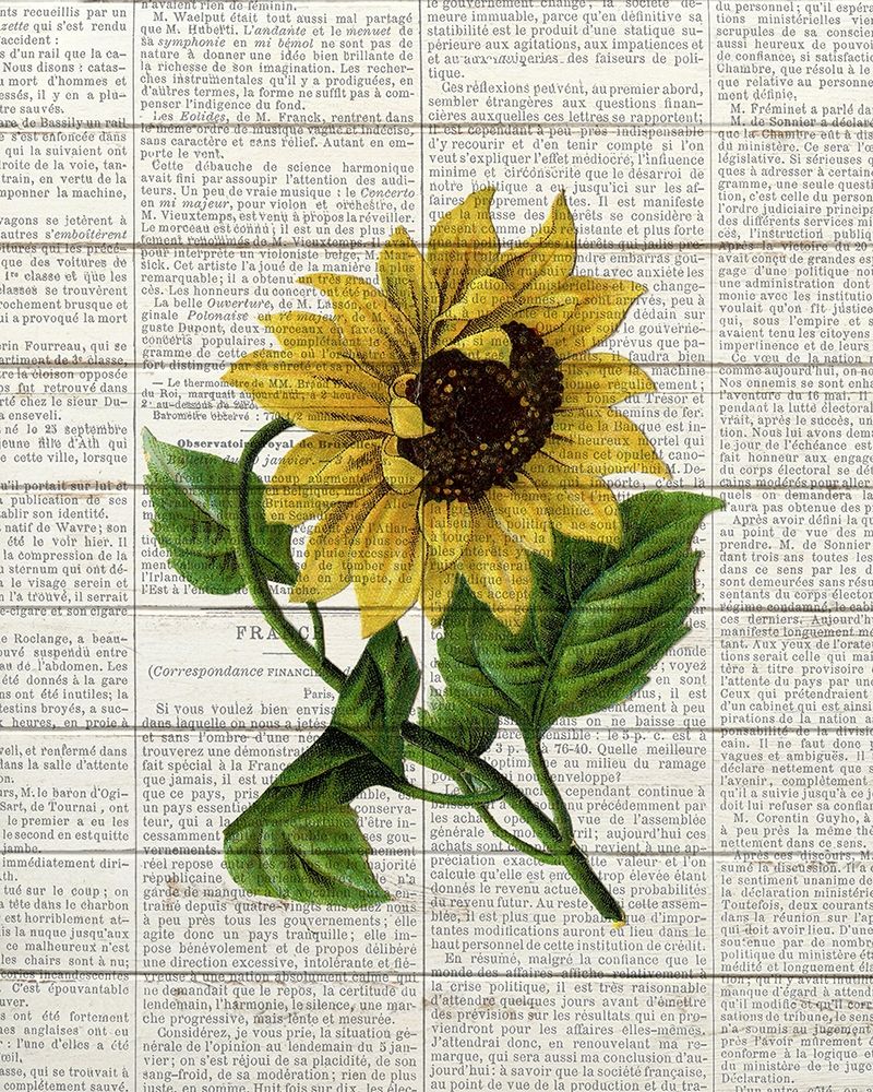 Sunflower Print 1 art print by Ann Bailey for $57.95 CAD