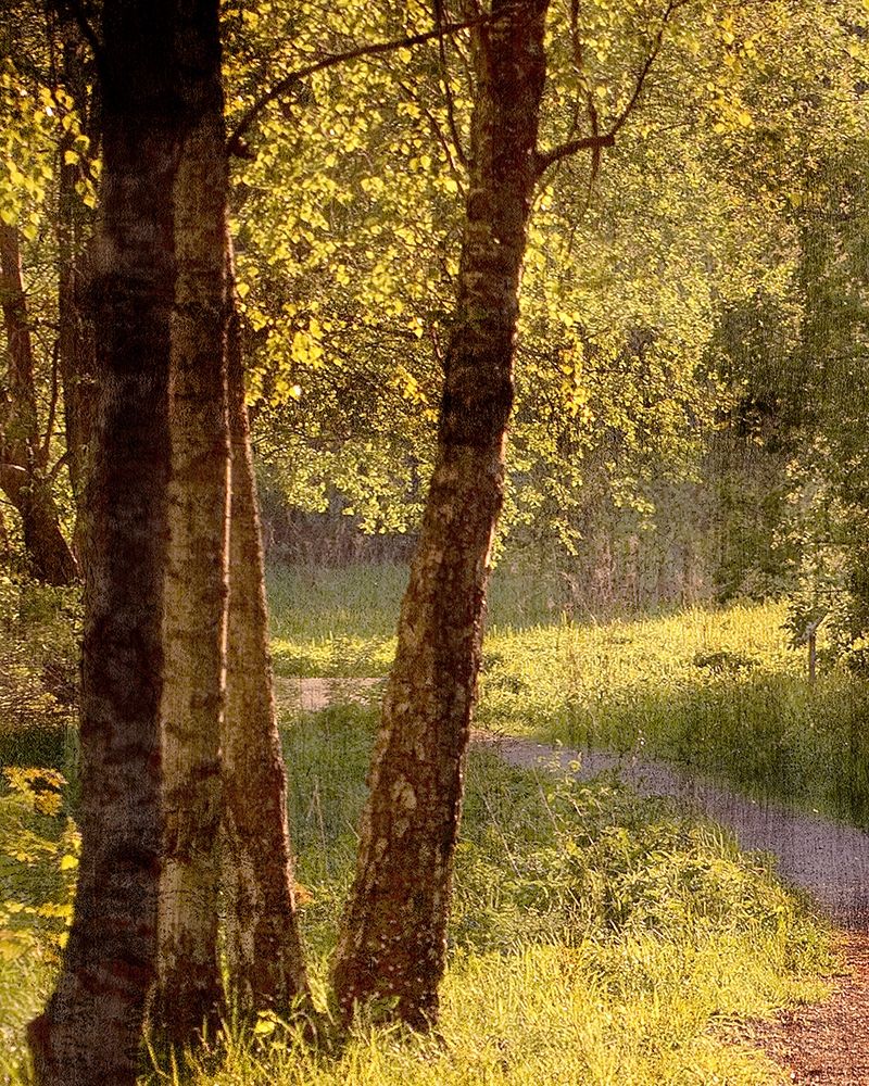 Sunlit Path 1 art print by Ann Bailey for $57.95 CAD