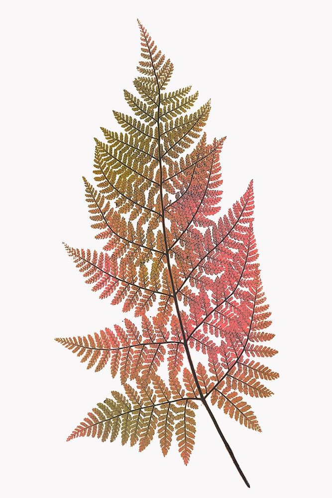 Coral Gold Fern 1 art print by Ann Bailey for $57.95 CAD