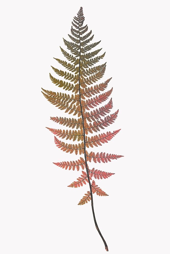 Coral Gold Fern 2 art print by Ann Bailey for $57.95 CAD