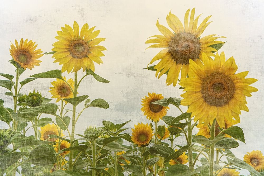 Sunny Mood art print by Ann Bailey for $57.95 CAD
