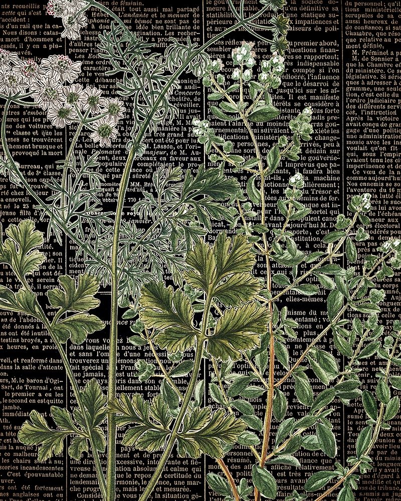 Botanical Newspaper 1 art print by Ann Bailey for $57.95 CAD