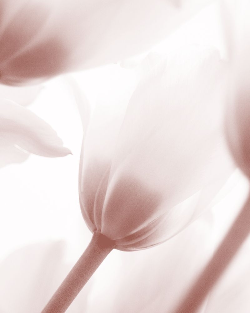 Tulip 1 art print by Ann Bailey for $57.95 CAD