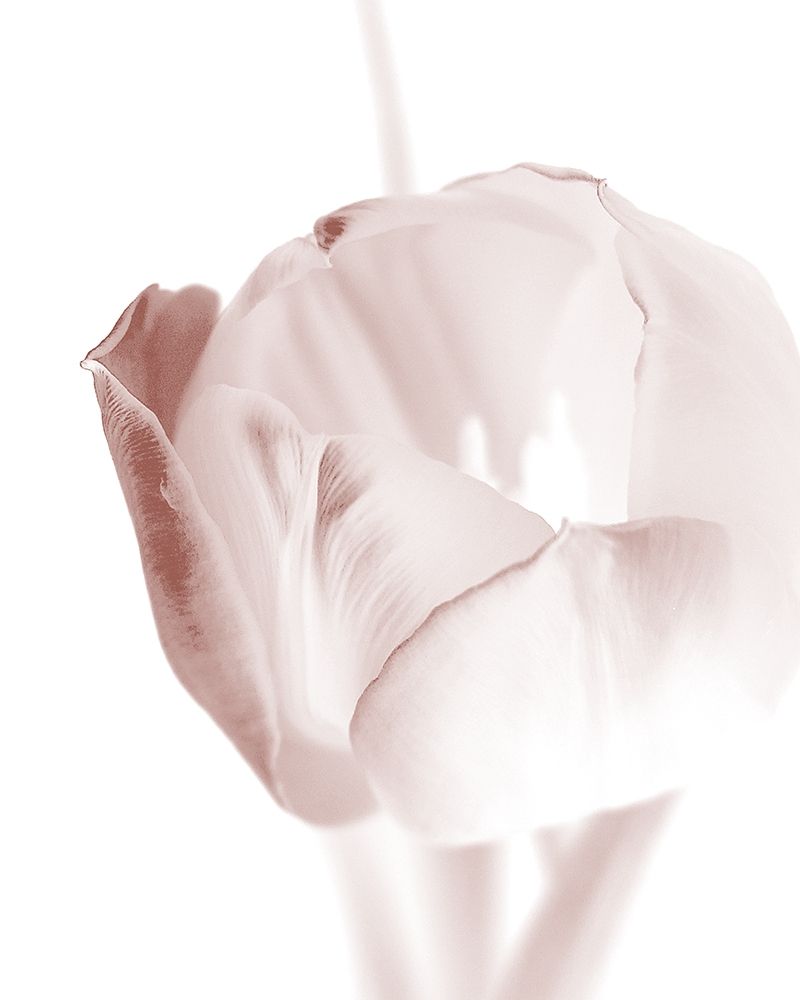 Tulip 2 art print by Ann Bailey for $57.95 CAD