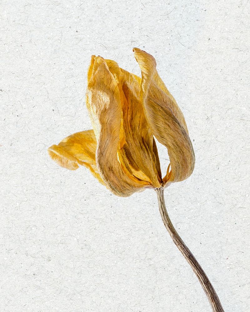 Pressed 1 art print by Ann Bailey for $57.95 CAD