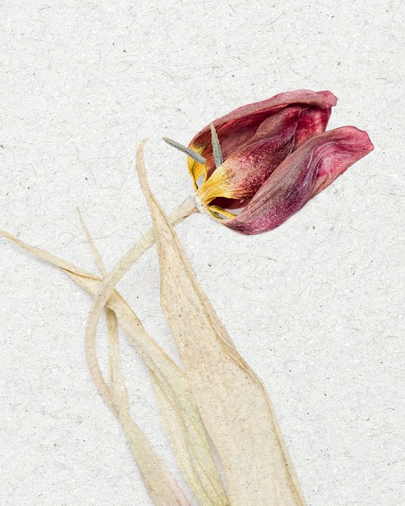 Pressed 2 art print by Ann Bailey for $57.95 CAD