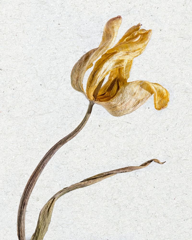 Pressed 3 art print by Ann Bailey for $57.95 CAD