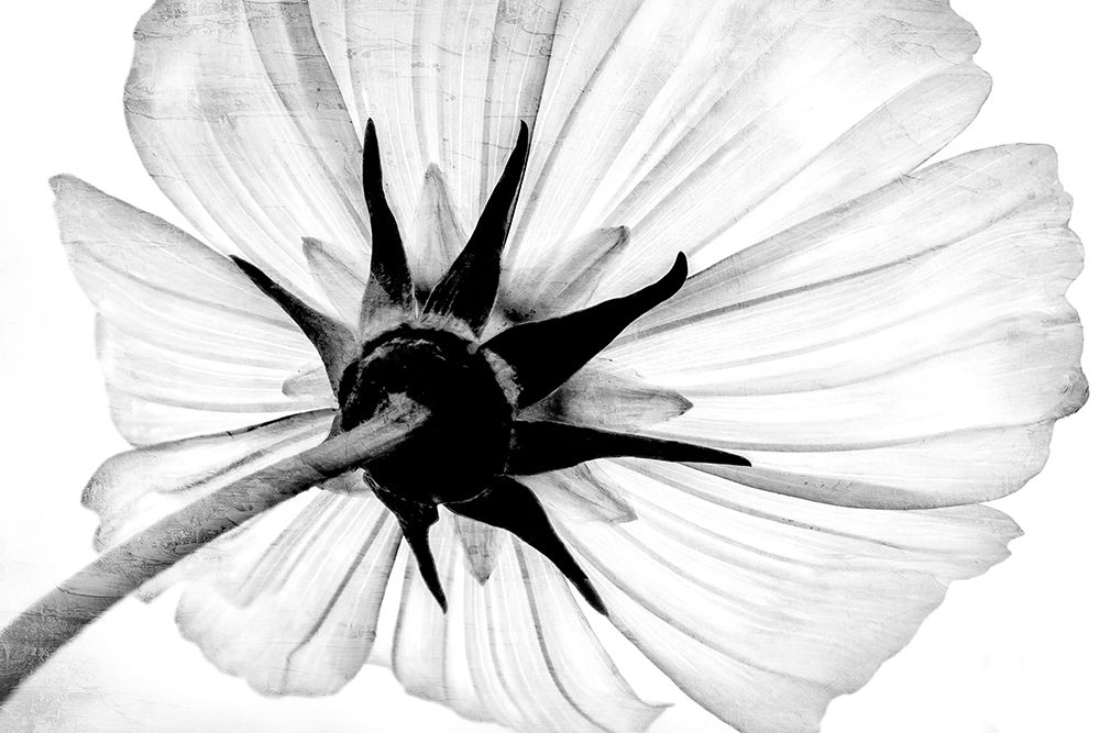 Anemone art print by Ann Bailey for $57.95 CAD