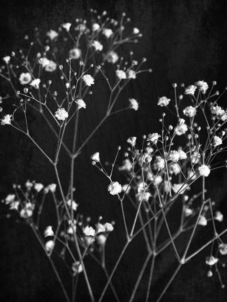 Delicate 1 art print by Ann Bailey for $57.95 CAD