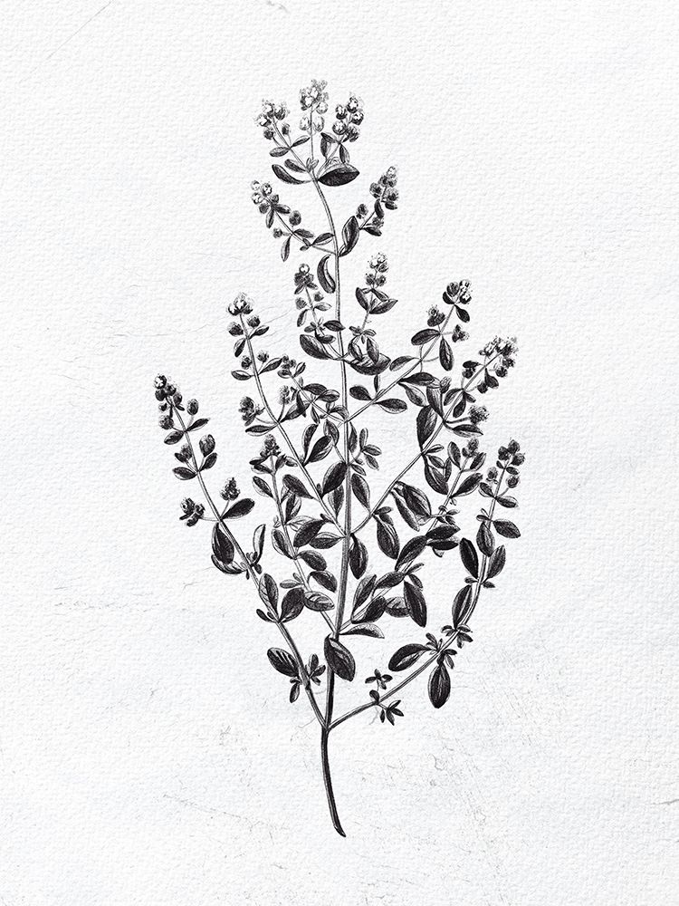Pressed Herbs 1 art print by Ann Bailey for $57.95 CAD