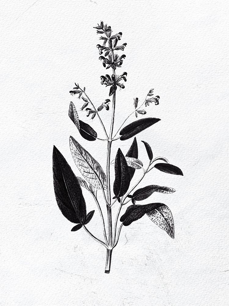 Pressed Herbs 3 art print by Ann Bailey for $57.95 CAD