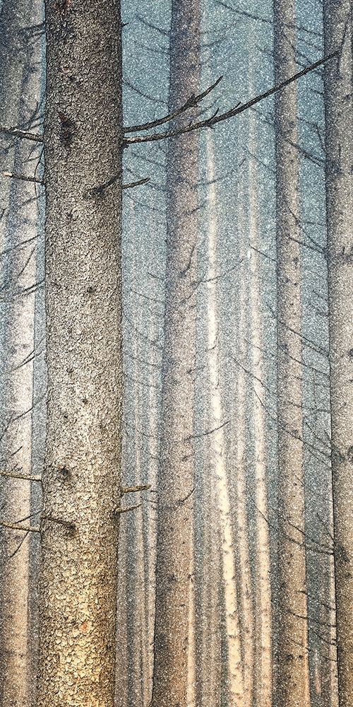 Forest Dreaming 1 art print by Ann Bailey for $57.95 CAD