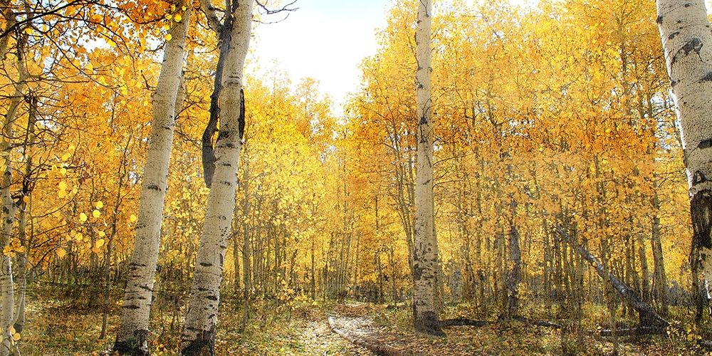 Aspen Pathway art print by Ann Bailey for $57.95 CAD