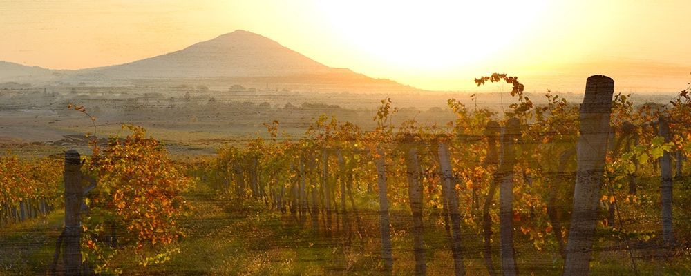 Dawn Over the Vineyard art print by Ann Bailey for $57.95 CAD