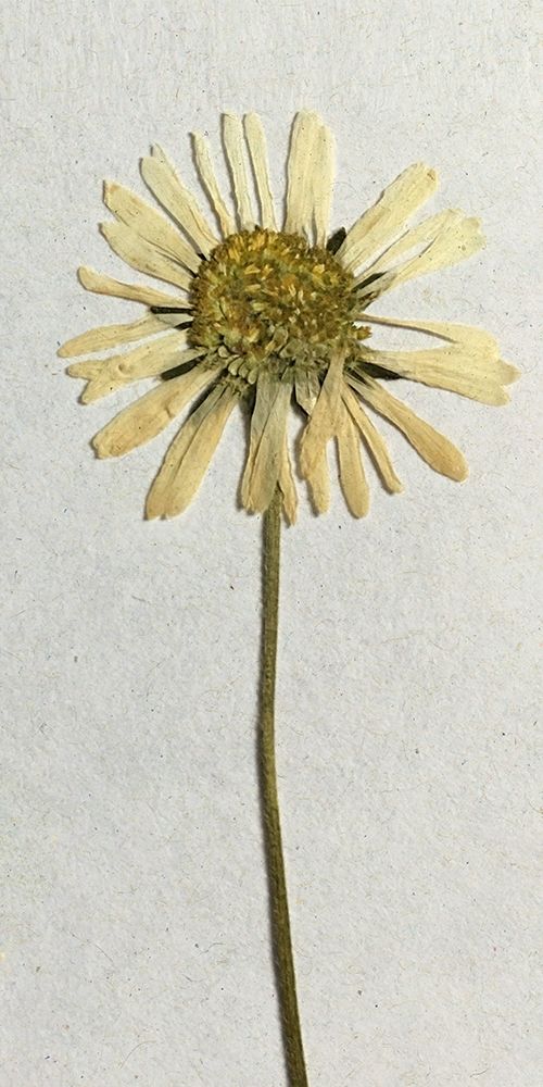 Happy 1 art print by Ann Bailey for $57.95 CAD