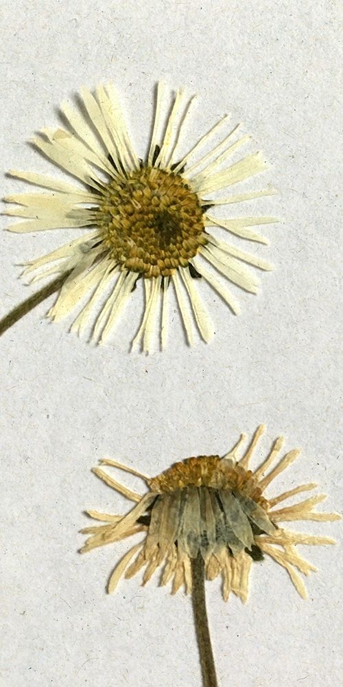 Happy 2 art print by Ann Bailey for $57.95 CAD