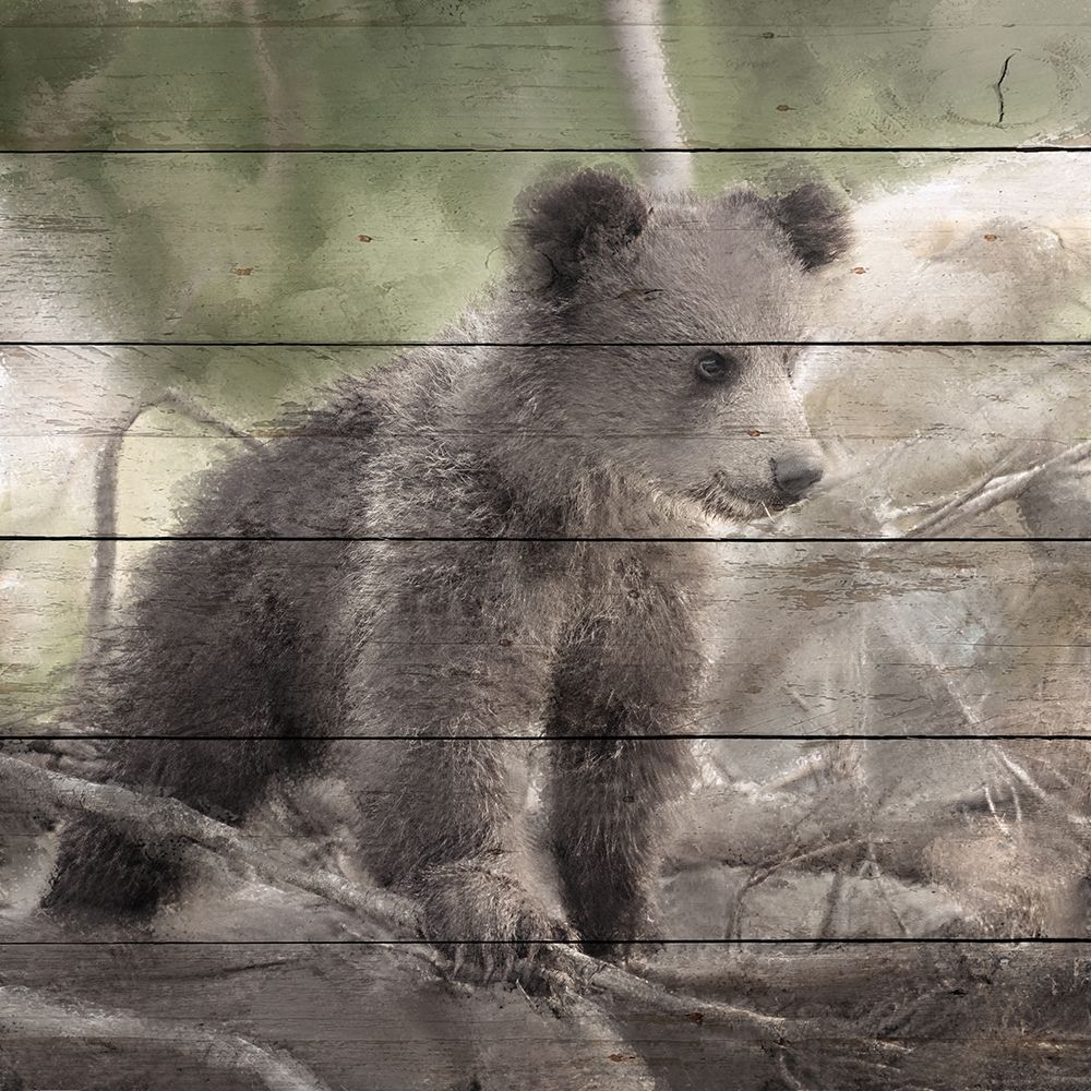 Bear Cub 1 art print by Ann Bailey for $57.95 CAD