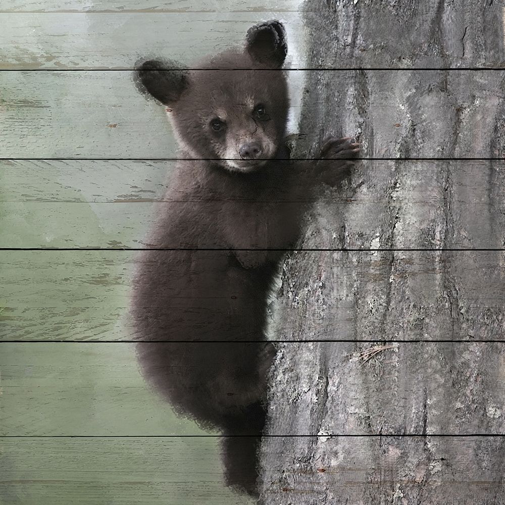 Bear Cub 2 art print by Ann Bailey for $57.95 CAD