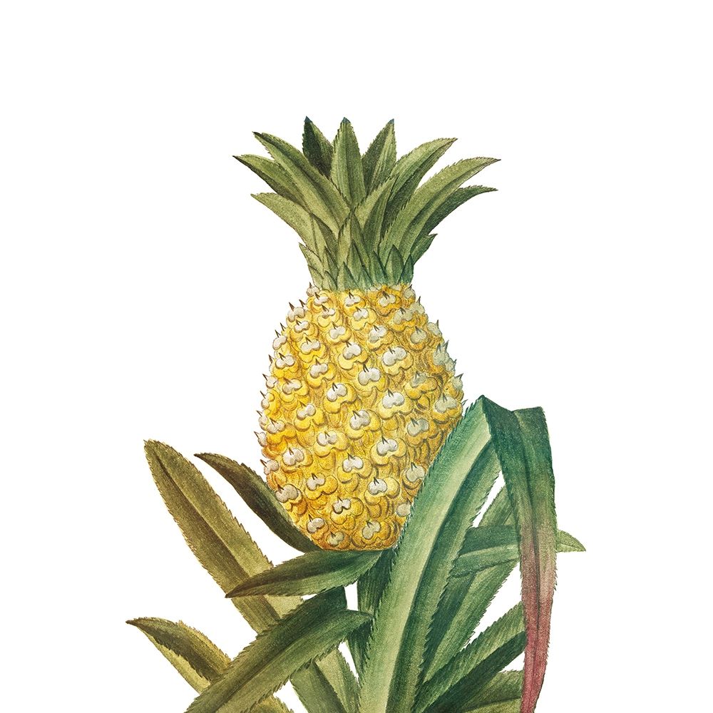 Aloha 4 art print by Ann Bailey for $57.95 CAD