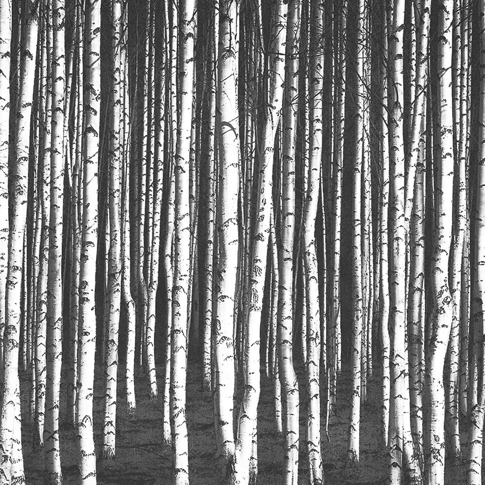 White Birches art print by Ann Bailey for $57.95 CAD