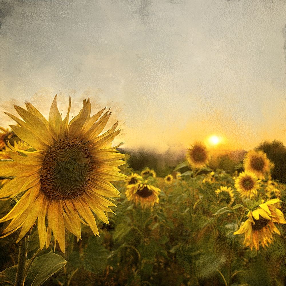 Field of Sunflowers art print by Ann Bailey for $57.95 CAD